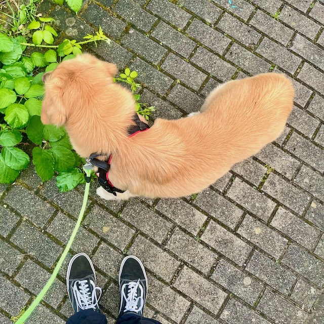 On a walk with Maki