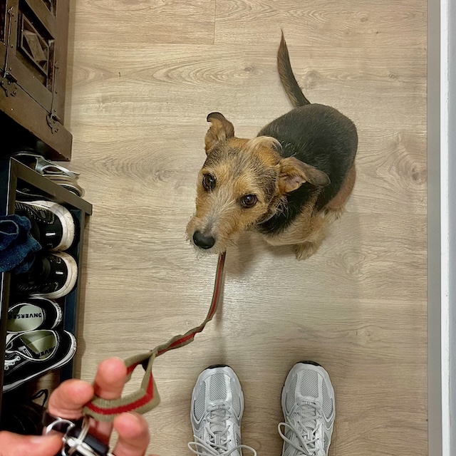 Going for a walk with Buddy
